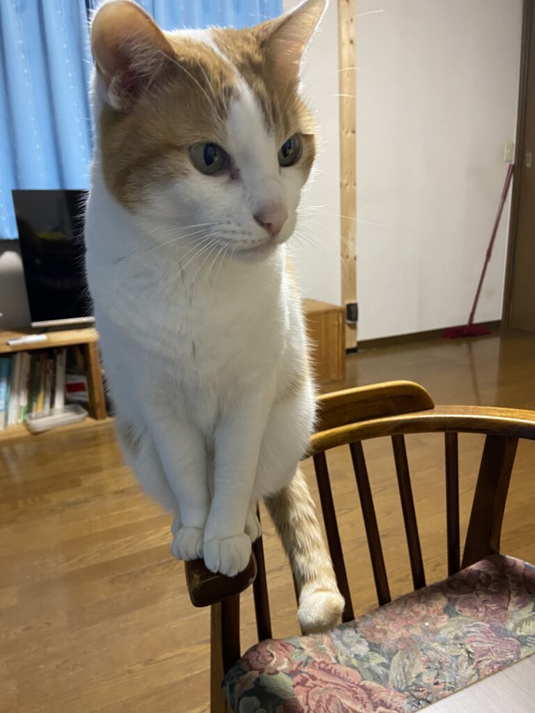 猫