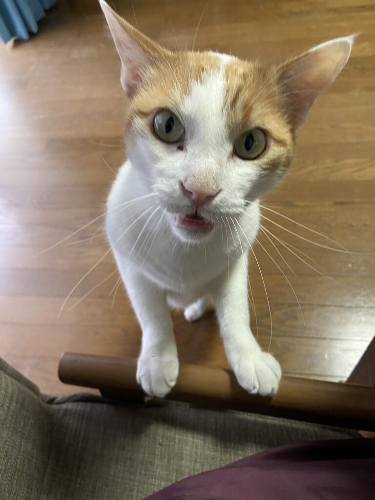 猫