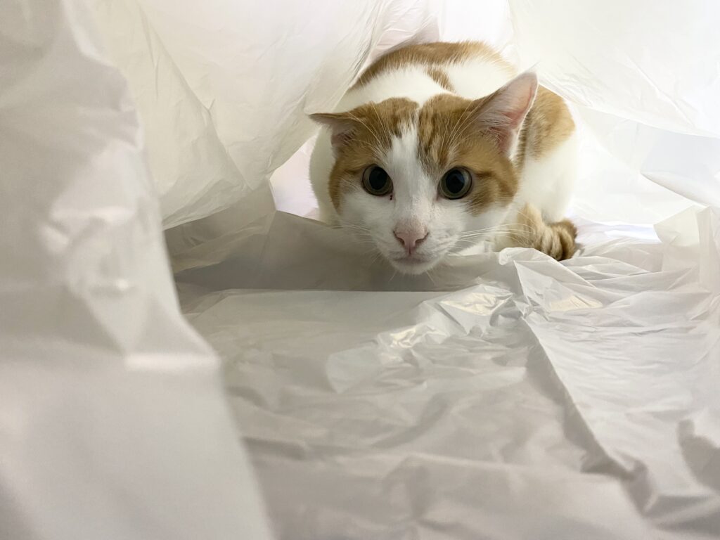 猫