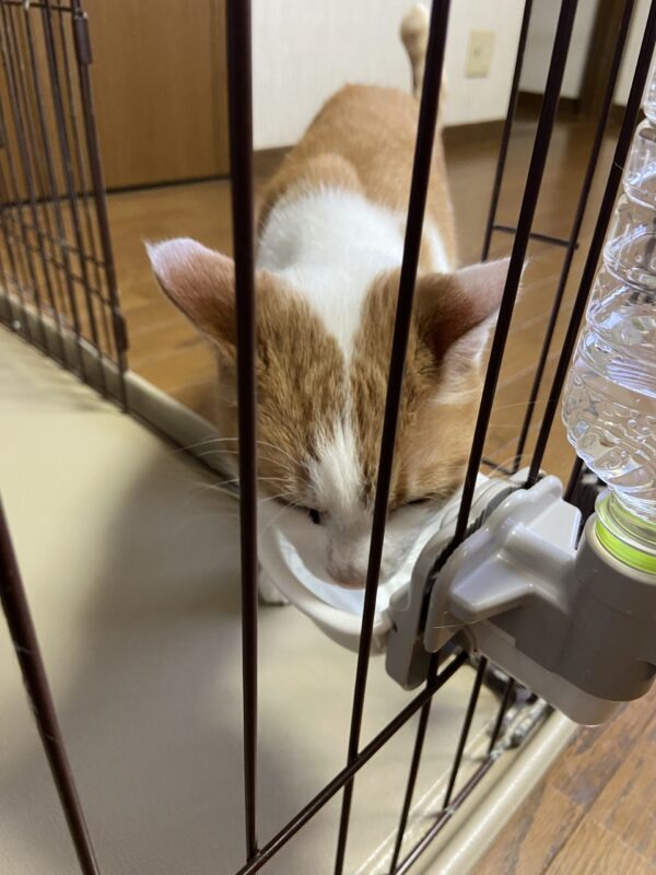 ペット給水機